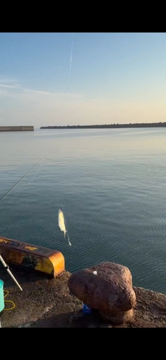 コノシロの釣果