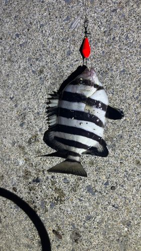 イシダイの釣果