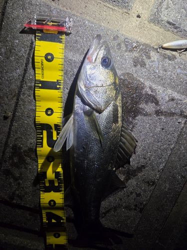 シーバスの釣果