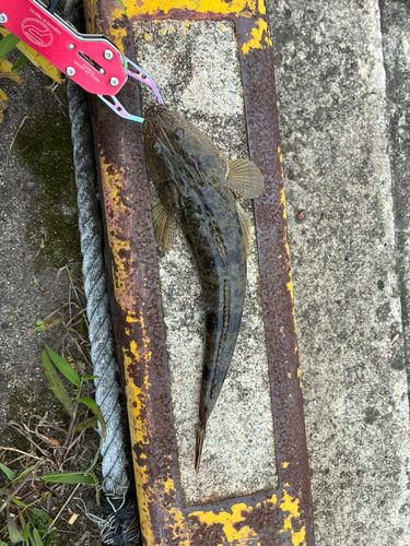 マゴチの釣果