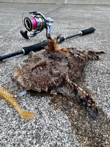 オニオコゼの釣果