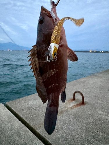 キジハタの釣果