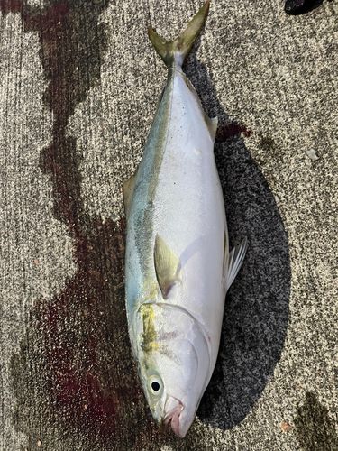 ハマチの釣果