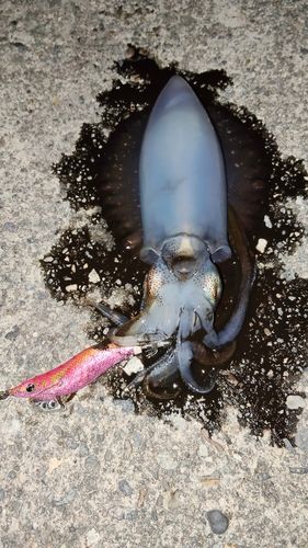 アオリイカの釣果