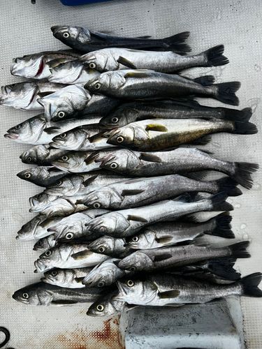 シーバスの釣果