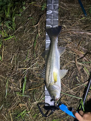 シーバスの釣果