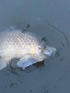 コイの釣果
