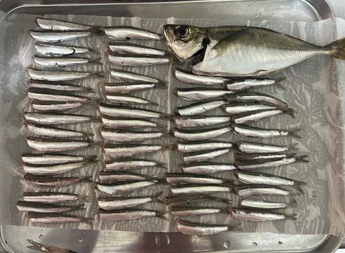 アジの釣果