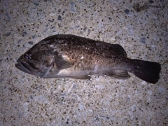 ソイの釣果