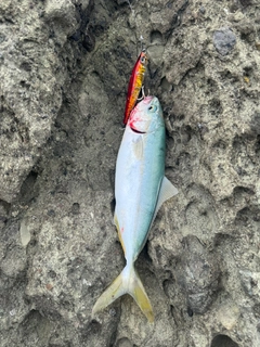 ワカシの釣果