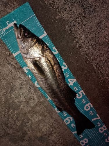 マルスズキの釣果