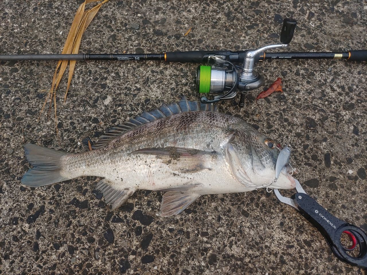 DAIWA 19ラテオ R 93MLの最安値・インプレ・釣果 | 本音の口コミが