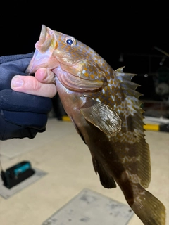 キジハタの釣果