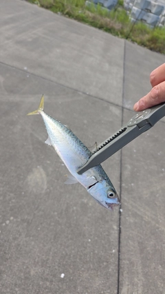 サバの釣果