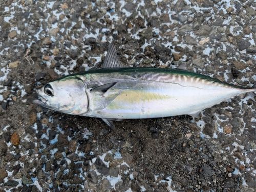 カツオの釣果