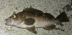 ガヤの釣果