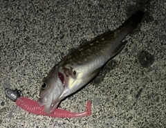 ガヤの釣果