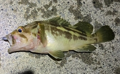 シマゾイの釣果