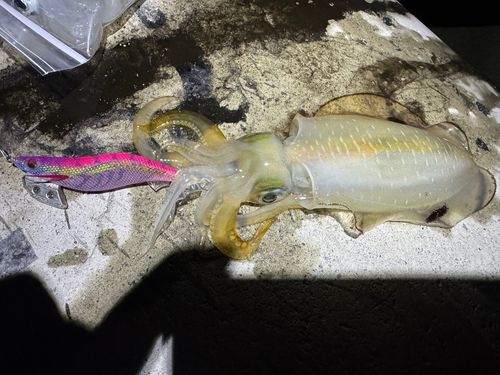 アオリイカの釣果