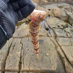 アカエソの釣果