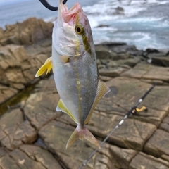カンパチの釣果