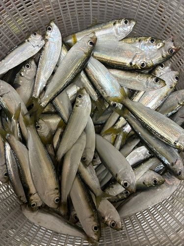 サッパの釣果
