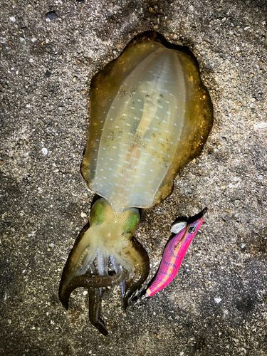 アオリイカの釣果