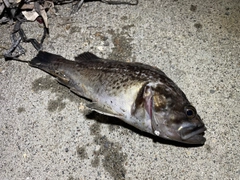 クロソイの釣果