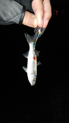 ボラの釣果