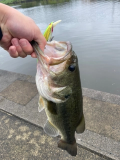 ラージマウスバスの釣果