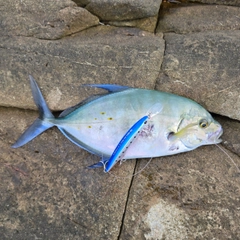 ナンヨウカイワリの釣果