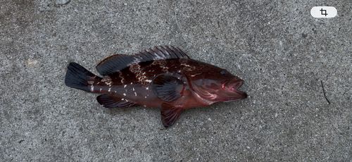 キジハタの釣果
