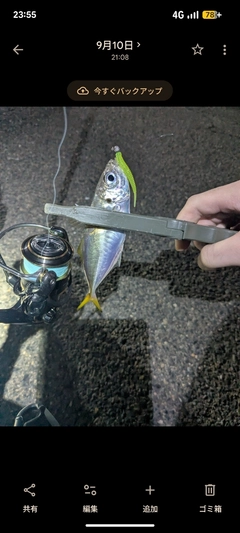 マアジの釣果