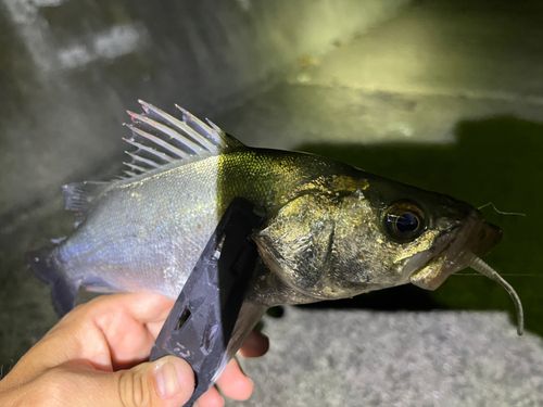 フッコ（タイリクスズキ）の釣果