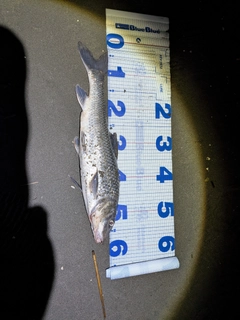 ニゴイの釣果