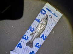 フッコ（タイリクスズキ）の釣果