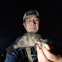 シロメバルの釣果