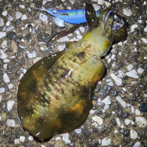 アオリイカの釣果