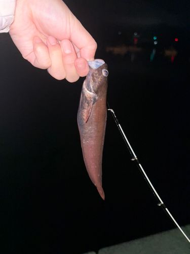 ドンコの釣果