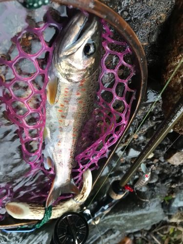 アマゴの釣果