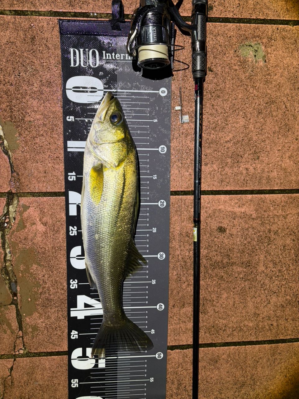 SHIMANO 22ステラ 4000MHGの最安値・インプレ・釣果 | 本音の口コミが