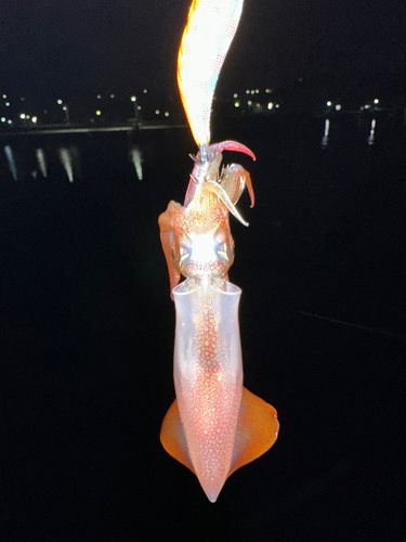 ケンサキイカの釣果