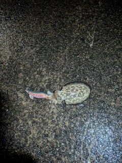 コウイカの釣果