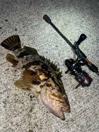 タケノコメバルの釣果