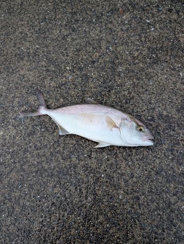 ショゴの釣果