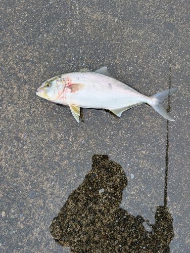 ショゴの釣果
