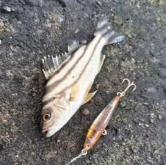 コトヒキの釣果
