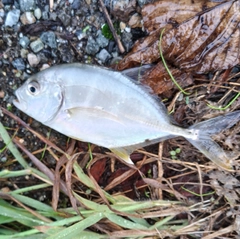 メッキの釣果