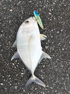 ガーラの釣果