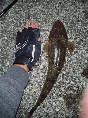 マゴチの釣果